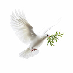 White dove flying on a white background