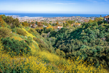 Canyon full of greenery and yellow flowers lined with beautiful spacious homes overlooking the city...