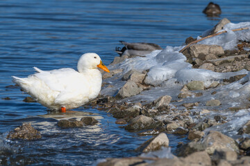 Pekin duck stands in shallow water by an ice-covered shore.