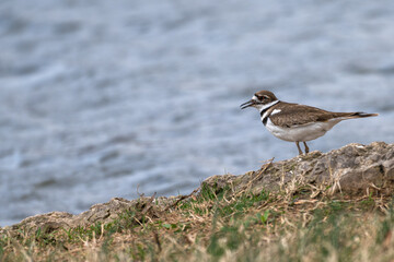 Killdeer standing on the shore of a lake.
