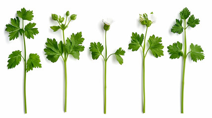 Arrangement Of Fresh Parsley And Flowers On White Background
