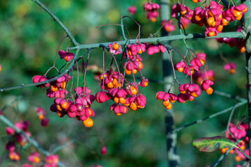 Pfaffenhütchen, Spindelstrauch, mit rot orange farbenen Blüten im Herbst