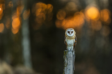 female barn owl (Tyto alba) on a post at sunrise