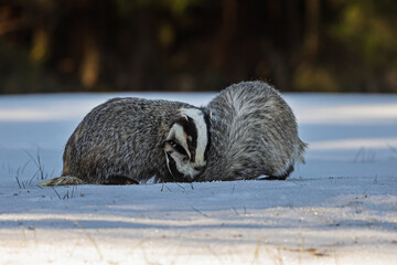 European badger (Meles meles) two struggling in the snow © michal