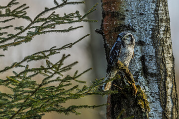 The northern hawk-owl or northern hawk owl (Surnia ulula) on a post at sunrise