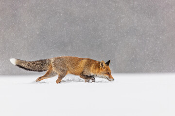 male red fox (Vulpes vulpes) in heavy snowfall on the snow