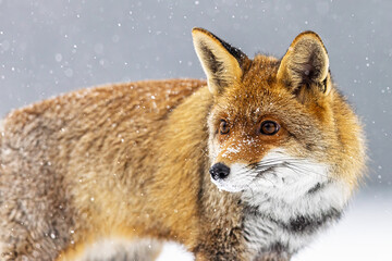 male red fox (Vulpes vulpes) detailed portrait