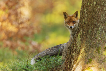 male red fox (Vulpes vulpes) peering curiously from behind a tree