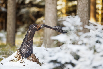 male golden eagle (Aquila chrysaetos) flight in the winter forest