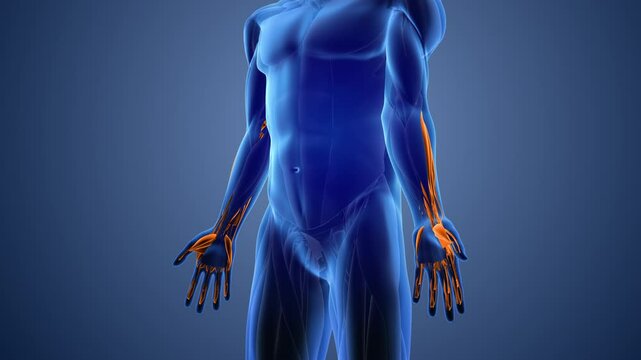 Animation of the extensor muscles pain
