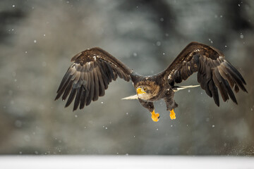 White-tailed eagle (Haliaeetus albicilla) detail of flight in snowfall