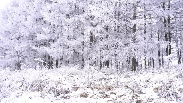 Beautiful winter forest landscape showing snow covered trees and frozen plants in the foreground. white trees in a row on the bank of a reservoir. winter beautiful nature in frosty weather.