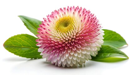 pink dahlia flower