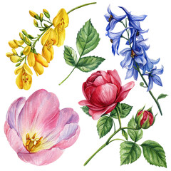 Botanical flower illustration, pink tulip, red rose, yellow freesia, blue delphinium, hand-painted floral design, watercolor floral clipart   isolated on white background. Hand drawn summer plants