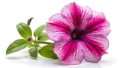 pink orchid isolated on white background