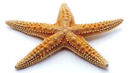 starfish on white background