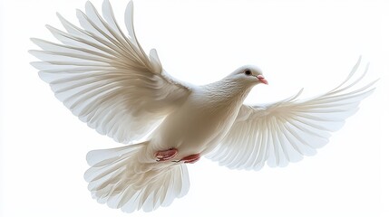 Obraz premium Majestic white dove in mid-flight against a bright, ethereal background