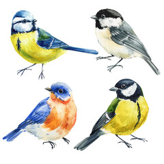 watercolor birds clipart, hand-painted songbirds illustration, blue tit, great tit, chickadee, eastern bluebird, wildlife nature art