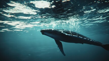 Fototapeta premium Humpback whale underwater ocean surface bubbles wildlife