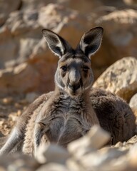 Fototapeta premium Western Grey Kangaroo resting shade of rocky outcrop fur illuminated warm afternoon sun Fine detail captured close up wildlife portrait shallow depth of field f28 dreamy background blur enhancing