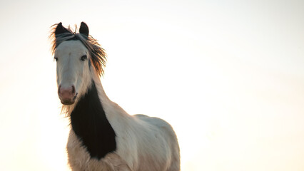 Fototapeta premium A horse's silhouette against a golden sunset, symbolizing emotional connection.