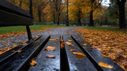 Autumn park bench in the rain.  Fallen leaves cover a wet park bench, with a pathway leading into a scene of vibrant autumn foliage