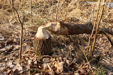 animal, beaver bite, bitten by beavers, branch, castor, damage, destruction, environment, forest, landscape, log, mammal, natural, nature, outdoors, plant, river, stump, teeth, tree, tree stump, trunk