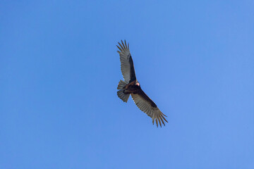 The turkey vulture (Cathartes aura) in flight