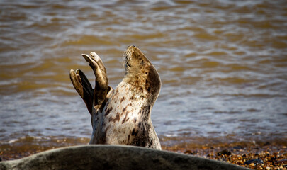 Seal playing on the beach