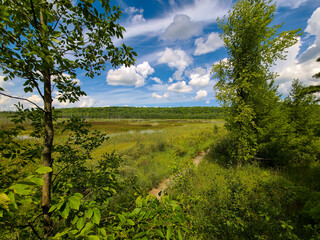 A summer wetland hiking path landscape; a boardwalk with overgrown lush green grasses and plants...