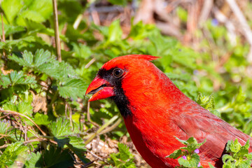 The northern cardinal (Cardinalis cardinalis) on the garden, natural photo from North Carolina