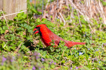 The Northern Cardinal (Cardinalis cardinalis) in the garden
