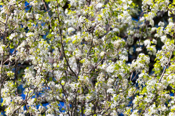 Blooming tree in the spring in the garden