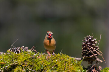 The Northern Cardinal (Cardinalis cardinalis) male on the garden