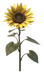 Fototapeta premium PNG Sunflower plant illustration photography.