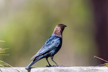 The brown-headed cowbird (Molothrus ater). The brown-headed cowbird is an obligate brood parasite; it lays its eggs in the nests of other small passerines , particularly those that build cup-like nest