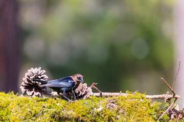 The brown-headed cowbird (Molothrus ater). The brown-headed cowbird is an obligate brood parasite; it lays its eggs in the nests of other small passerines , particularly those that build cup-like nest