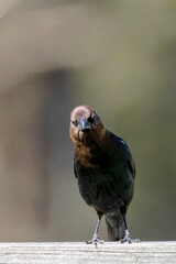 The brown-headed cowbird (Molothrus ater). The brown-headed cowbird is an obligate brood parasite; it lays its eggs in the nests of other small passerines , particularly those that build cup-like nest