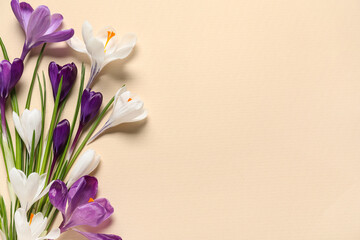 Obraz premium Beautiful crocus flowers on beige background