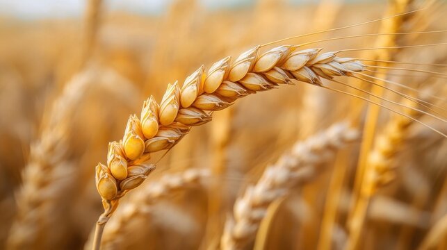 Golden wheat spikelet in a field, ripe grains with long awns at the top. Great for agriculture, food, harvest, and healthy lifestyle concepts.