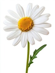 Naklejka premium A vibrant close up of a perfect daisy flower