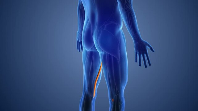 Animation of the sartorius muscles pain