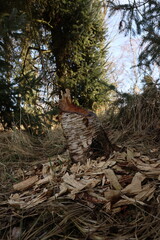 animal, beaver bite, bitten by beavers, branch, castor, damage, destruction, environment, forest, landscape, log, mammal, natural, nature, outdoors, plant, river, stump, teeth, tree, tree stump, trunk