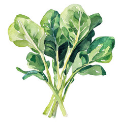 Spinach, vegetable, green, leaf, food, fresh, healthy, plant, organic, and bunch watercolor painting, fresh and look healthy. image isolated in transparency background