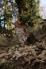 animal, beaver bite, bitten by beavers, branch, castor, damage, destruction, environment, forest, landscape, log, mammal, natural, nature, outdoors, plant, river, stump, teeth, tree, tree stump, trunk