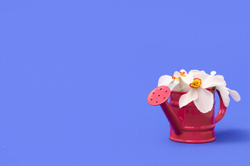 Watering can with beautiful narcissus flowers on color background