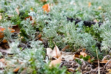 Medicinal plant artemisinin, natural texture of green grass leaves. Silvery green leaves of Crimean wormwood. Artemisia taurica. Selective focus.