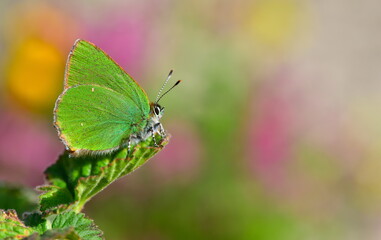 Callophrys rubi 1290
