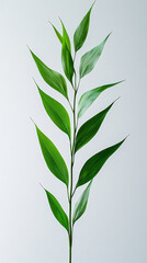 Fototapeta premium a hakonechloa isolated on a white background,