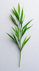 Fototapeta premium a hakonechloa isolated on a white background,